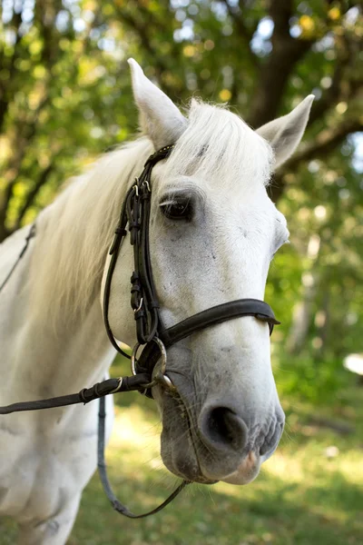 Cavalo branco no jardim — Fotografia de Stock