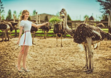 Girl and Ostriches in the protected park clipart