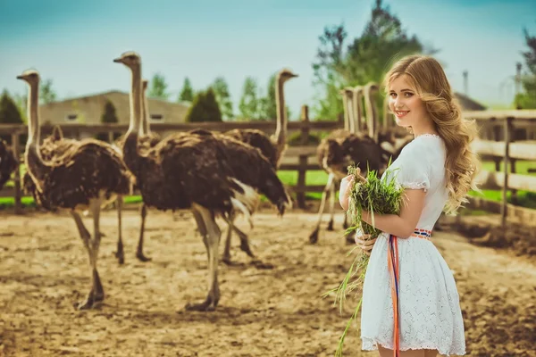 Девушка и страусы в охраняемом парке — стоковое фото
