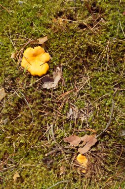 chanterelles içinde yosun