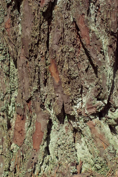 Textura de corteza de árbol — Foto de Stock