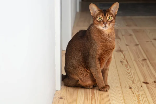 Cute Abyssinian cat sitting on the floor in the apartment