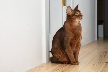 Apartmanın zemininde oturan sevimli Habeş kedisi.