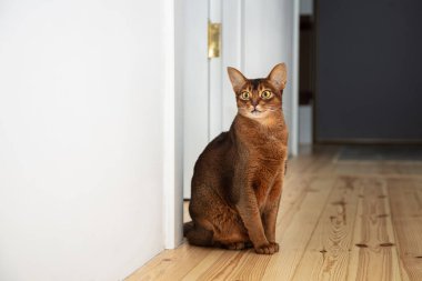 Apartmanın zemininde oturan sevimli Habeş kedisi.