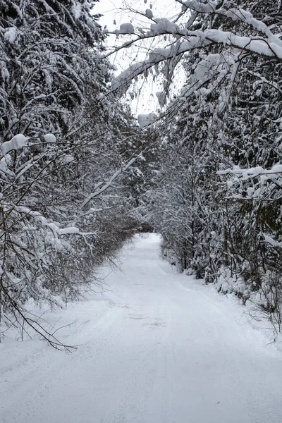 Landscape with empty forest road and snow-covered trees after heavy snowfall