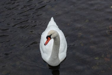 Beyaz Kuğu, soğuk kış gününde, karlı göl kıyısının yanındaki suya yaklaşır. Göçmen kuşlar uçup gitmek istemezler.