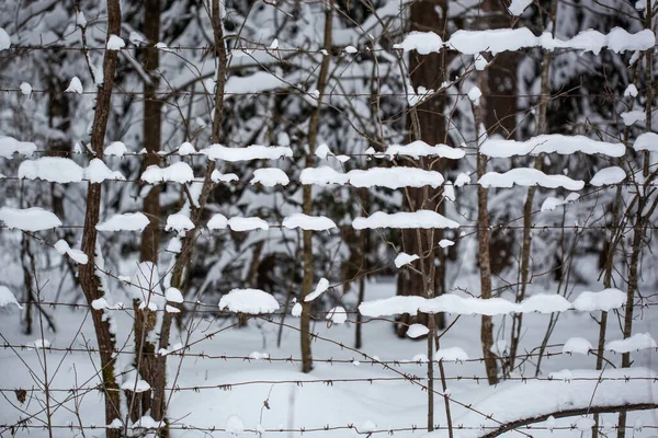 Barbed wire in the snow. Snow on the barbed wire. Detail barbed wire.