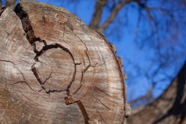 Güneşli bir yaz gününde, bir orman yolunda, kırık bir ağaç kütüğü yığılmış. Ormanların yok edilmesi çevre sorunu