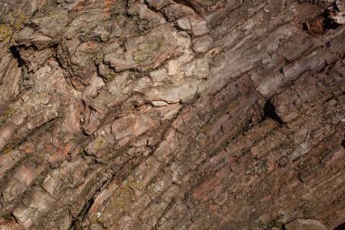 Eski Ağaç Yapısı Arkaplan Şablonu.