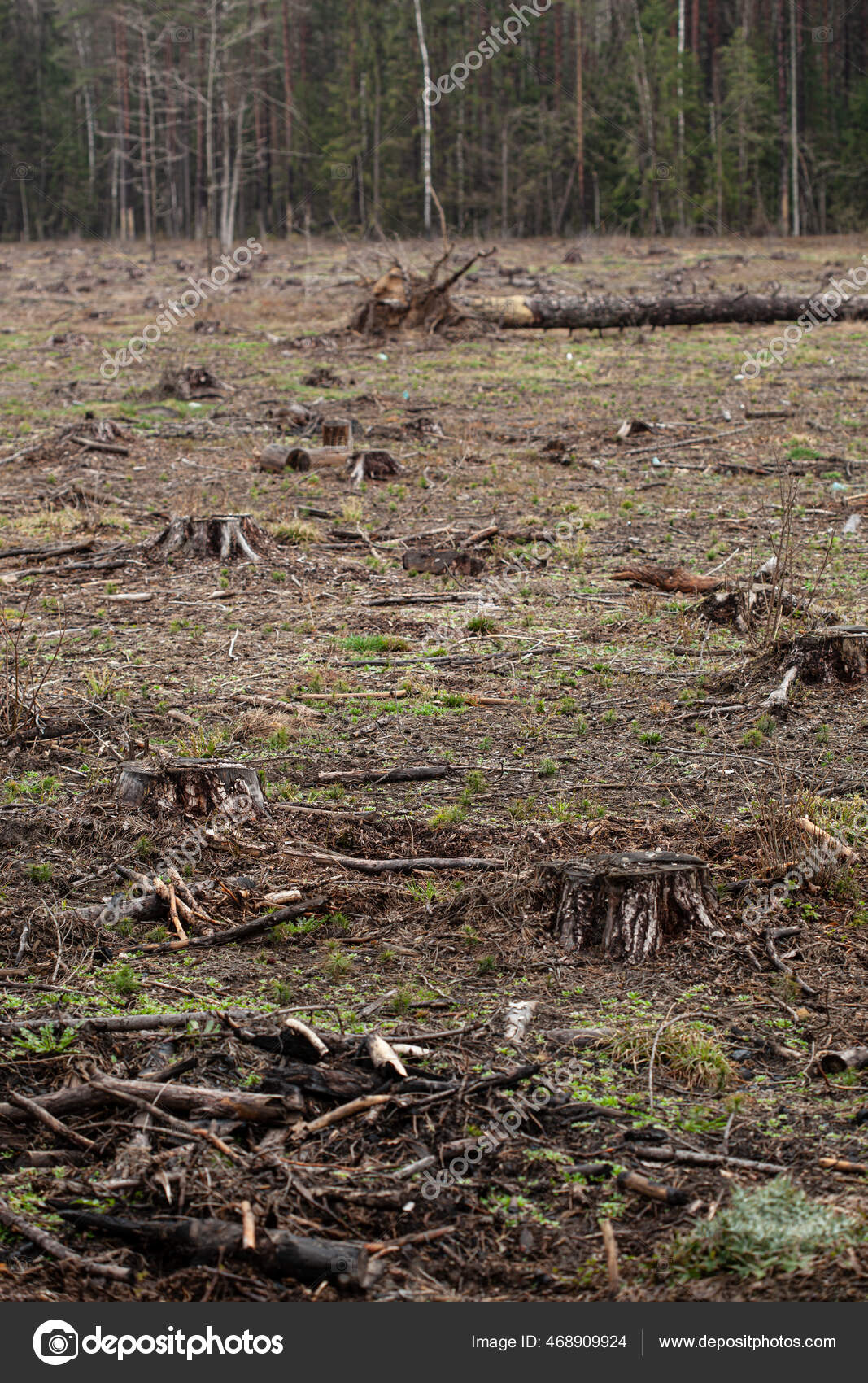 Felled pine trees in forest. Deforestation and Illegal Logging Stock