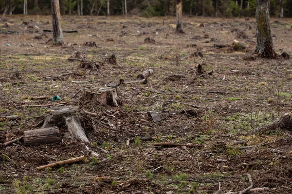 Свалили сосны в лесу. Вырубка лесов и лесозаготовка — стоковое фото