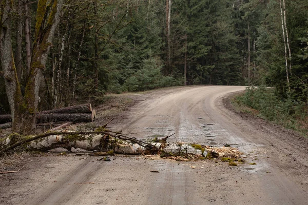 Падение деревьев блокирует проселочную дорогу в лиственном лесу к весеннему сезону — стоковое фото