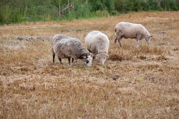 Cute baby sheep over dry grass field. farm animal — Stock Photo, Image