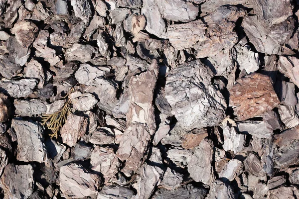 Corteza de pino triturada para acolchar. Corteza natural utilizada como suelo que cubre el jardín — Foto de Stock