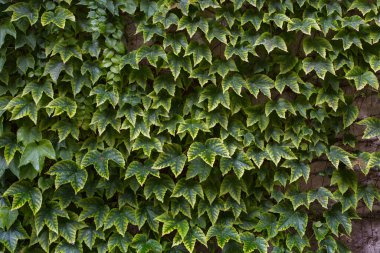 Beautiful bright green natural background is presented in the form of wild grapes. Grape leaves cover the wall of the house or fence.