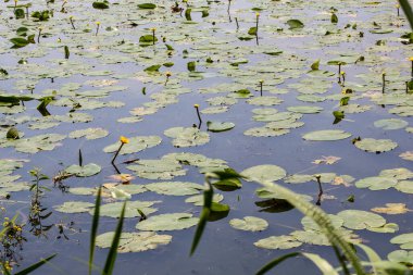 Lily pads with yellow buds along lake shore in summer time