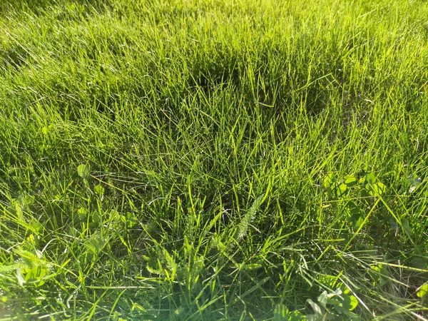Zbliżenie Świeżo Ścinanej Trawy Zielonym Trawniku Lub Polu Promieniem Słonecznym — Zdjęcie stockowe