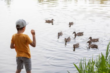 Çocuk parkta vahşi ördekleri besliyor.
