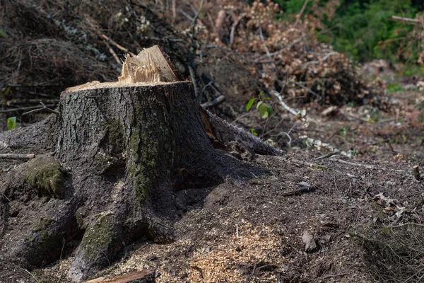 Свалили Сосны Лесу Вырубка Лесов Незаконная Вырубка Леса Международная Торговля — стоковое фото