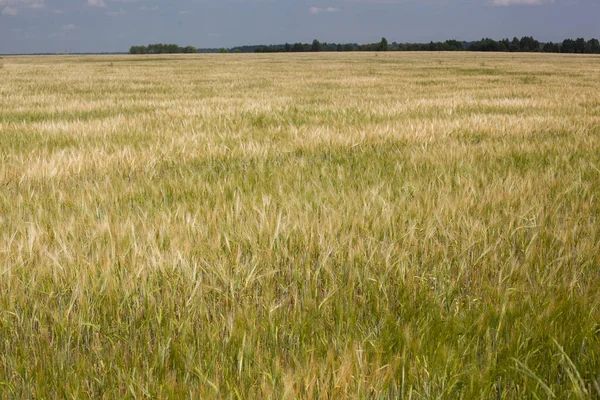 Paisagem Agrícola Incrível Crescimento Natureza Colheita Campo Trigo Produto Natural — Fotografia de Stock