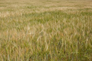 İnanılmaz tarım manzarası. Büyüyen doğa hasadı. Buğday tarlası doğal ürünü. Altın buğday kulakları yakında. Güneş ışığı altında kırsal alan