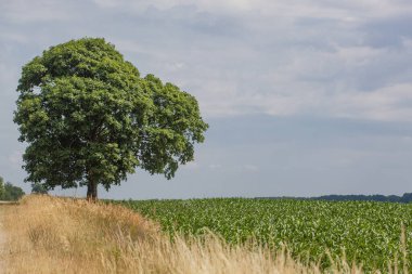 Tarla ile çayır arasındaki köy yolu. Ufukta ıssız bir ağaç var. Gökyüzü biraz bulutlu. Bir sürü kopya alanı var.