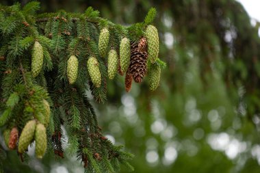 Genç iğneli ladin dalı ve genç bir ladin konisi.