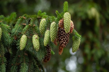 Genç iğneli ladin dalı ve genç bir ladin konisi.