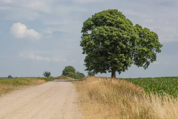 Country Road Field Meadow Horizon Solitary Tree Sky Slightly Overcast — Stockfoto