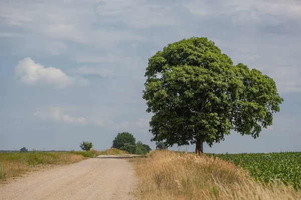 Wiejska Droga Między Polem Łąką Horyzoncie Jest Samotne Drzewo Niebo — Zdjęcie stockowe