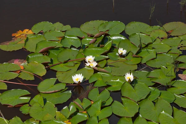 Summer Pond Water Lily Flowers Water Lake — ストック写真