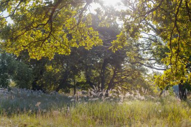 Yaz Çayırı Mahallesi 'nde Dev Meşe Ağaçları olan Park.