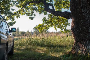 Arabayla yürüyüş. Çatıda araba rafı olan bir araba yazın dev bir meşe ağacının altında duruyor.