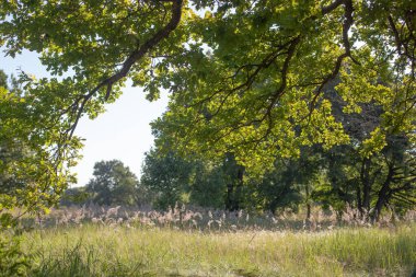 Yazın büyük meşe yapraklarının altındaki yeşil çayır.