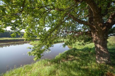 Nehir kıyısındaki büyük yeşil meşe ağacı..