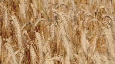 Rüzgarda savrulan buğday çivileri Güneş ışınlarının altındaki bir tarlada