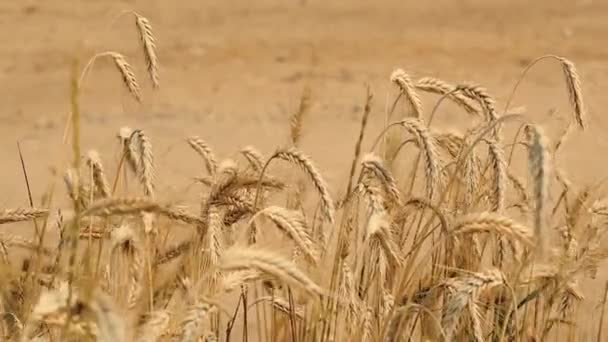 Vento che soffia a spikelets di grano sul campo vicino alla strada di campagna sporca sabbiosa — Video Stock