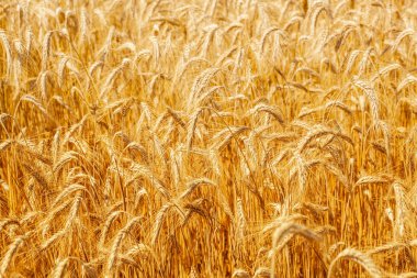 Wheat field. Yellow ripe spikelets of wheat on a sunny day