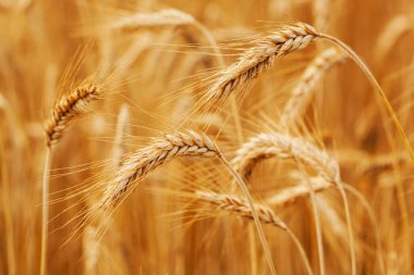 ears of wheat in field, selective focus