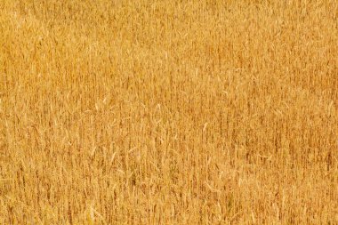 Wheat field. Yellow ripe spikelets of wheat on a sunny day