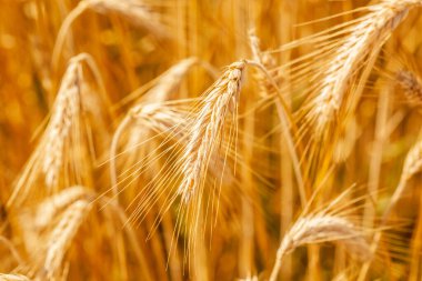 Spikelets of wheat in the field in golden gentle tones.