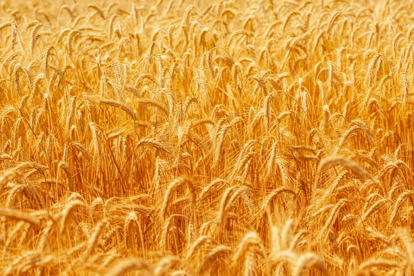 Пшеничное Поле Желтые Спелые Колоски Пшеницы Солнечный День — стоковое фото