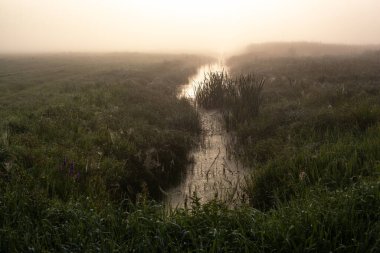 Güneşin altında taze yeşil çimenleri olan harika sisli bir nehir. Güneş ağaçların arasından ışıldıyor. Dramatik renkli bir manzara. Yazın güneşin doğuşunda sakin bir nehir.