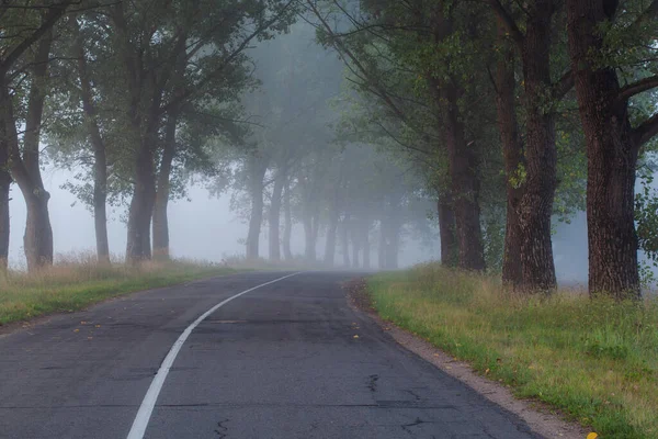 Mooie Maar Verschrikkelijke Verlaten Weg Met Oude Bomen Eromheen Dikke — Stockfoto