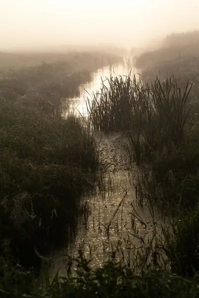 Fantastique Rivière Brumeuse Avec Herbe Verte Fraîche Soleil Soleil Traverse — Photo