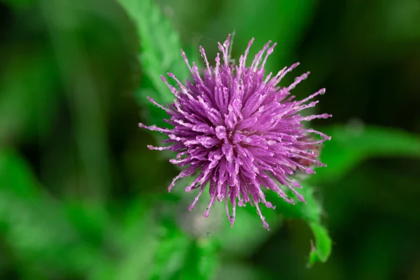 Arılar yaz mevsiminde deve çiçeklerini tozluyorlar.