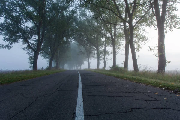 Beautiful Terrible Deserted Road Old Trees Thick Fog Horror Movie — Stock Photo, Image