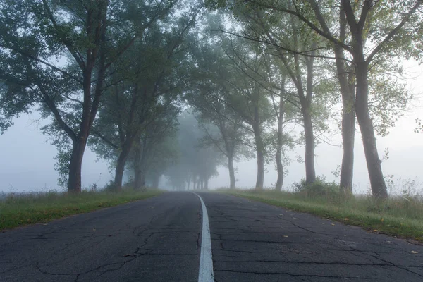 Beautiful Terrible Deserted Road Old Trees Thick Fog Horror Movie — Stock Photo, Image