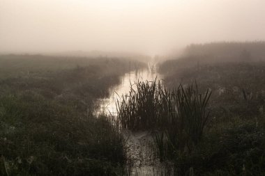 Güneşin altında taze yeşil çimenleri olan harika sisli bir nehir. Güneş ağaçların arasından ışıldıyor. Dramatik renkli bir manzara. Yazın güneşin doğuşunda sakin bir nehir.