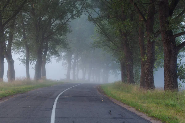 Uma Estrada Deserta Terrível Com Árvores Velhas Longo Dela Nevoeiro — Fotografia de Stock